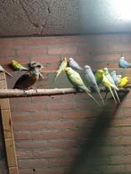 +/- 25 gras parkieten en een Catharina, Dieren en Toebehoren, Vogels | Parkieten en Papegaaien, Meerdere dieren, Parkiet