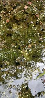Vijverplanten zuurstof zuurstofplanten drijfplanten, Ophalen, Nieuw