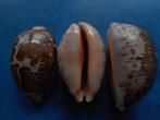 Schelpen: Cypraea geographica S.S. (dwergex.) gem 50-57mm, Verzenden, Schelp(en)