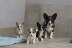 Welsh Corgi Cardigan pups, Dieren en Toebehoren, Parvo, Nederland, 8 tot 15 weken, Meerdere
