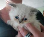 Prachtige kittens kruising Britse langhaar(zuiver)/pers(, Dieren en Toebehoren, Katten en Kittens | Raskatten | Langhaar, Poes