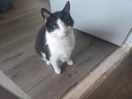 Boerderijkat, Dieren en Toebehoren, Katten en Kittens | Overige Katten, Kater