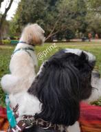 Hondenoppas  Vakantie Honden opvang, oppas