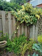 HEDERA colchica ‘Dentata Variegata’, Tuin en Terras, Planten | Bomen, Ophalen, Halfschaduw, Overige soorten