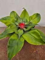 Aechmea Tayoensis p15, Huis en Inrichting, Kamerplanten, Ophalen of Verzenden, Halfschaduw, Minder dan 100 cm