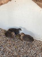 Chinese dwergkwartels haantje en hennetjes, Meerdere dieren, Overige soorten