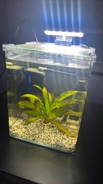 Dennerelle nano cube 15 liter met pufferfish, Ophalen, Zo goed als nieuw, Leeg aquarium