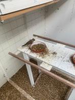 Kanaries fave fincy., Dieren en Toebehoren, Meerdere dieren
