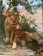 Gratis grote jonge leeuwenposter WNF, Ophalen, Zo goed als nieuw