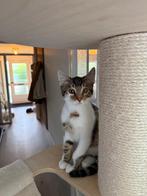 1/3 over | Bengaalse halfbloed kittens te koop, Dieren en Toebehoren, Meerdere dieren, Gechipt, 0 tot 2 jaar