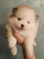 Toy Pomeranian teefje – wit & sable– stamboom + EU‑paspoort, Dieren en Toebehoren, Honden | Poolhonden, Keeshonden en Oertypen