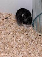 Hamster mannetje,  donkergrijs met kooi. 10,-, Mannelijk, Hamster