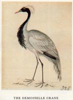 Thomas Bewick’s Birds (1981 1st.ed.), Ophalen of Verzenden, Nieuw, Schilder- en Tekenkunst