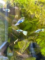Hb white dorsal guppen, Dieren en Toebehoren, Vissen | Aquariumvissen, Vis