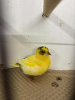 Losse man five fancy, Dieren en Toebehoren, Vogels | Kanaries, Mannelijk