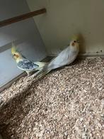 Koppel valkparkieten, Meerdere dieren, Parkiet