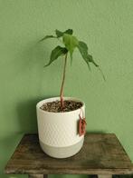 Prachtige Bodhiboom Ficus Religiosa, Ophalen, Ficus, Halfschaduw, In pot