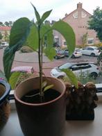 Paprika planten ongeveer 30 cm hoog er komen rode paprika's, Ophalen, Minder dan 100 cm, Vijgenboom