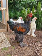 Mooie Brahma hanen zoeken eigen toom, Dieren en Toebehoren, Pluimvee, Mannelijk, Kip