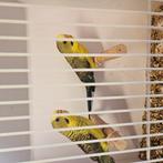 3 blackwing grasparkieten, Meerdere dieren, Parkiet