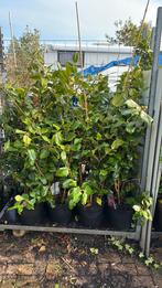 Camelia grote planten 150/175 pot 10 l van 29,95 voor 24,95, Vaste plant, Halfschaduw, Lente, Ophalen
