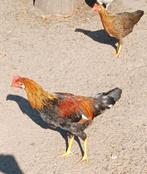 Mooie bonte Leghorn hanen 3 stuks, Dieren en Toebehoren, Pluimvee, Mannelijk, Kip