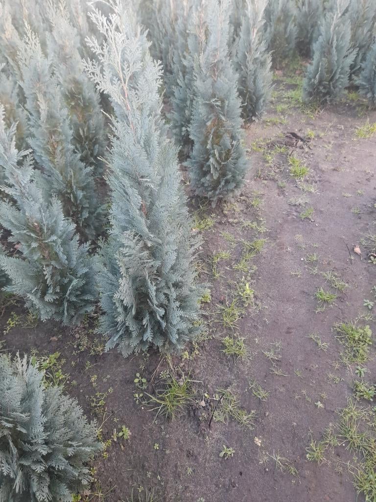 coniferen colonaris, Ophalen of Verzenden, Bloeit niet, Overige soorten, Volle zon