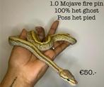1.0 Mojave Fire Pinstripe 100% het ghot poss het pied NK23, Dieren en Toebehoren, Reptielen en Amfibieën, Slang