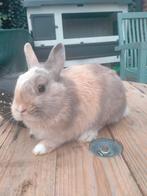 Dwergkonijn, Mannelijk, Dwerg, 0 tot 2 jaar