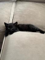 Britse korthaar kittens, Dieren en Toebehoren, Meerdere dieren, Ontwormd, 0 tot 2 jaar