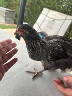 Hen, Dieren en Toebehoren, Pluimvee, Vrouwelijk, Kip