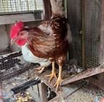 Te koop Haan 5 maand oud, Dieren en Toebehoren, Pluimvee, Vrouwelijk, Kip