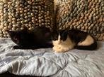Broer en zus zoeken een huisje, Dieren en Toebehoren, Katten en Kittens | Overige Katten, Meerdere dieren, Kortharig, 0 tot 2 jaar