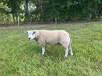 Mooie ram, Dieren en Toebehoren, Schapen, Geiten en Varkens, Mannelijk, Schaap