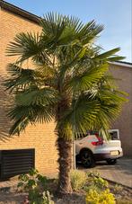 Palmboom (winterharde Trachycarpus Fortunei), Tuin en Terras, Planten | Bomen, Ophalen, Volle zon, Palmboom, 250 tot 400 cm