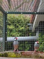 Rijstvogels, Dieren en Toebehoren, Vogels | Overige Vogels, Meerdere dieren, Tropenvogel, Geringd