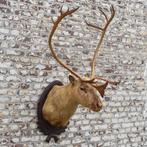 Vintage Opgezette Kariboe Kop Rendier Taxidermie Gewei 50s, Ophalen of Verzenden, Gebruikt, Wild dier, Opgezet dier