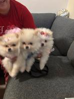 Pomeriaan puppy’s, Dieren en Toebehoren, Particulier, 8 tot 15 weken, Buitenland, Meerdere