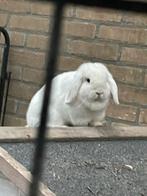 mini lop vrouwtje 9 maanden oud, Dieren en Toebehoren, Konijnen, Vrouwelijk, Dwerg