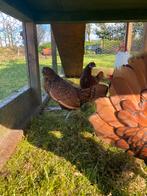 Prachtig trio Sebright kippen goud gezoomd, Dieren en Toebehoren, Pluimvee, Kip, Meerdere dieren
