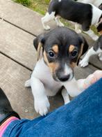 Lieve kruising Beagle x Boerenfox pups, Dieren en Toebehoren, Honden | Niet-rashonden, Particulier, Meerdere, 8 tot 15 weken, Meerdere dieren