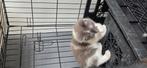 2 lieve kittens opzoek naar een lief huisje, Dieren en Toebehoren, Katten en Kittens | Overige Katten, Meerdere dieren, Kortharig