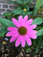 Echinacea, zonnehoed, kamille, Citroenmelisse, selderij,, Vaste plant, Ophalen of Verzenden, Halfschaduw, Kruiden
