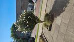 Hibiscus boom, Tuin en Terras, Planten | Bomen, Volle zon, 100 tot 250 cm, Zomer, Overige soorten
