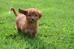Cavapoo pups bij interesse direct beschikbaar, België, Rabiës (hondsdolheid), 8 tot 15 weken, Meerdere