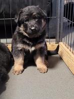 Prachtig nest Duitse herder pups met stamboom., Dieren en Toebehoren, Honden | Herdershonden en Veedrijvers, 8 tot 15 weken, CDV (hondenziekte)