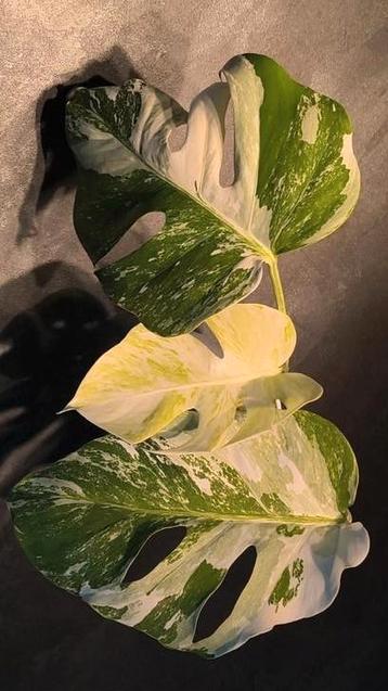 Monstera variegata / Albo Borsigiana 2 🌱 beschikbaar voor biedingen