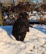 Wetterhoun x Friese Staby pups te koop( niet op zondag), Dieren en Toebehoren, Rabiës (hondsdolheid), Overige rassen, 8 tot 15 weken