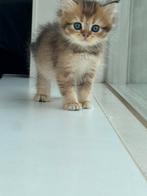 Schattige Britse Kortharen & Langharen Kittens te koop