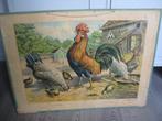 ANTIEKE SCHOOLPLAAT, Ophalen, Natuur en Biologie
